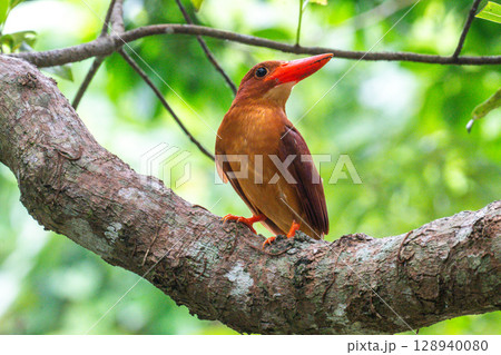 深緑に映える朱色 −リュウキュウアカショウビン− 128940080