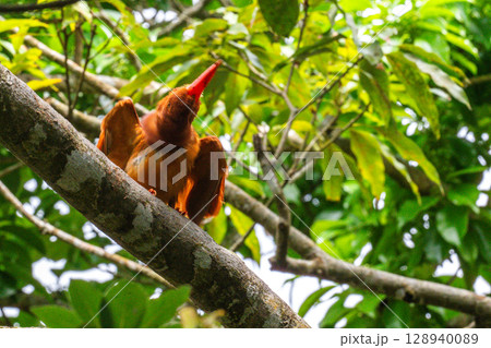 深緑に映える朱色 −リュウキュウアカショウビン− 深緑に映える朱色 −リュウキュウアカショウビン− 128940089