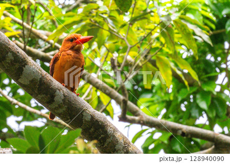 深緑に映える朱色 −リュウキュウアカショウビン− 128940090
