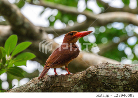 深緑に映える朱色 −リュウキュウアカショウビン− 128940095