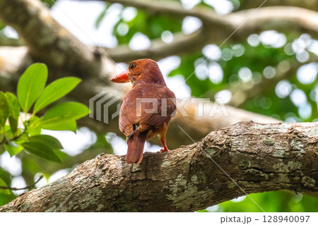 深緑に映える朱色 −リュウキュウアカショウビン− 128940097
