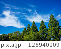 青空に映えるメタセコイア並木 128940109