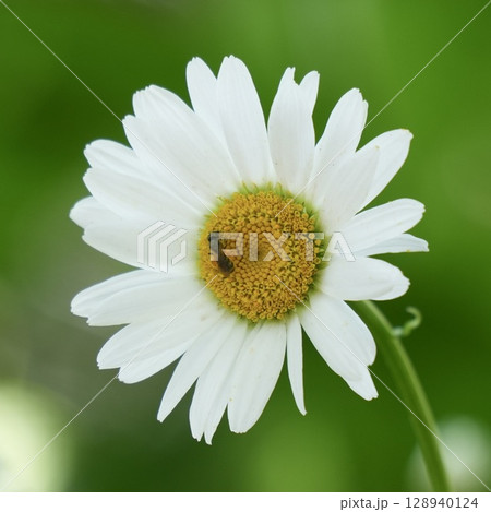 かわいいマーガレットの花と蜜を吸う蜂 かわいいマーガレットの花と蜜を吸う蜂 128940124