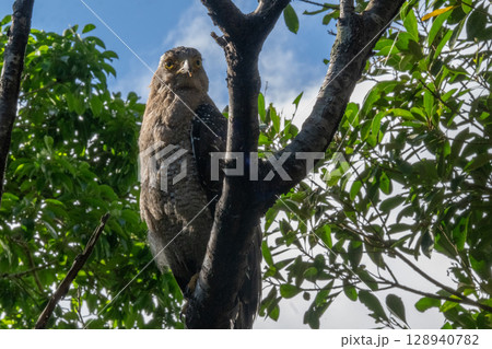 森の守り神 − カンムリワシ − 森の守り神 − カンムリワシ − 128940782