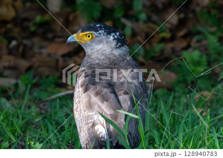 森の守り神 − カンムリワシ − 森の守り神 − カンムリワシ − 128940783