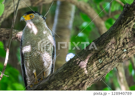 森の守り神 − カンムリワシ − 128940789