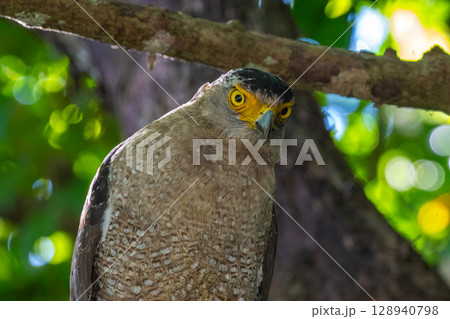 森の守り神 − カンムリワシ − 森の守り神 − カンムリワシ − 128940798