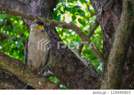 森の守り神 − カンムリワシ − 森の守り神 − カンムリワシ − 128940803