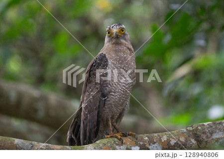 森の守り神 − カンムリワシ − 128940806