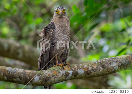 森の守り神 − カンムリワシ − 森の守り神 − カンムリワシ − 128940810
