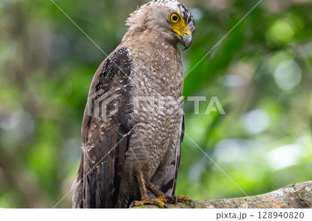 森の守り神 − カンムリワシ − 森の守り神 − カンムリワシ − 128940820