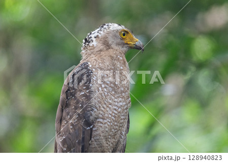 森の守り神 − カンムリワシ − 128940823