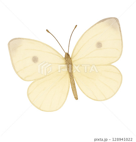 モンシロチョウのイラスト素材 モンシロチョウのイラスト素材 128941022