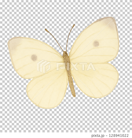 モンシロチョウのイラスト素材 モンシロチョウのイラスト素材 128941022