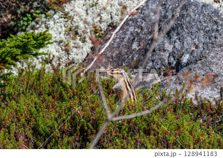 シマリスのモグモグタイム ‐北海道・然別湖‐ 128941183