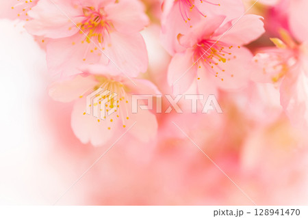 桜・春 イメージ 128941470