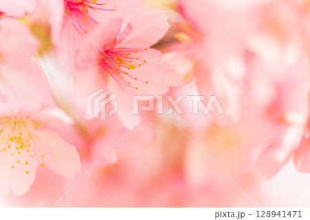 桜・春 イメージ 128941471