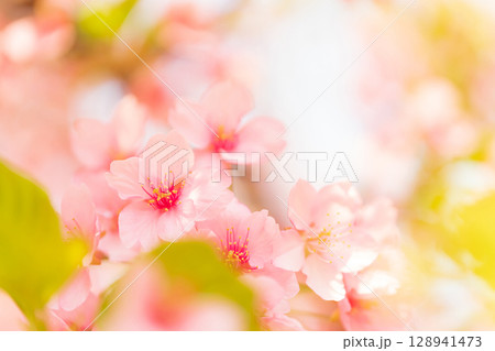 桜・春 イメージ 桜・春 イメージ 128941473