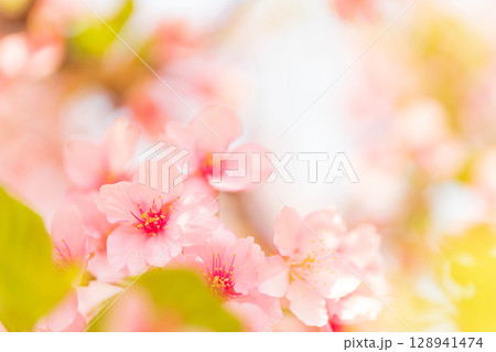 桜・春 イメージ 128941474