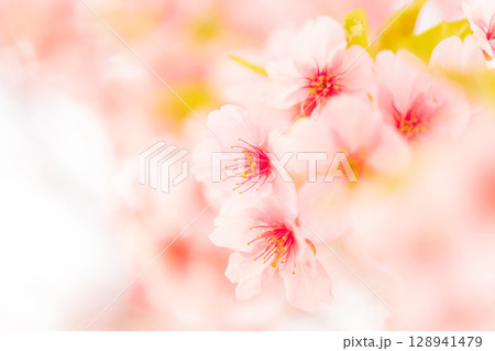 桜・春 イメージ 桜・春 イメージ 128941479