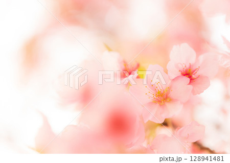 桜・春 イメージ 128941481