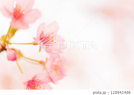 桜・春 イメージ 桜・春 イメージ 128941486