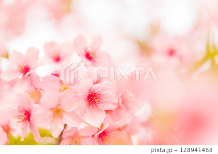 桜・春 イメージ 128941488