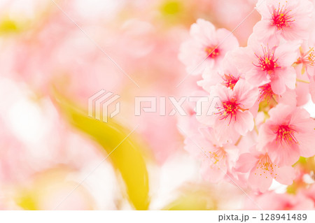 桜・春 イメージ 桜・春 イメージ 128941489