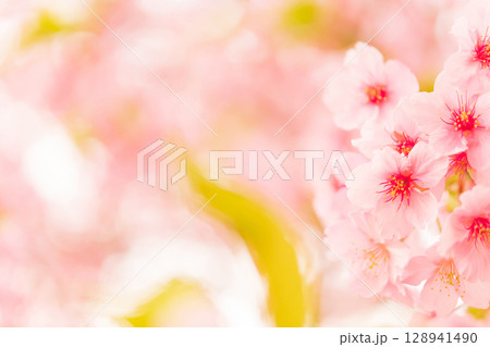 桜・春 イメージ 桜・春 イメージ 128941490