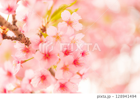 桜・春 イメージ 128941494