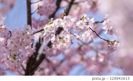 Sakura flower blossom, against the blue sky in Hirosaki park in Aomori prefecture in Japan	 128941613
