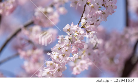 Sakura flower blossom, against the blue sky in Hirosaki park in Aomori prefecture in Japan	 128941614