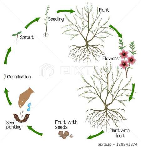 A growth cycle of manuka plant on a white background. 128941874