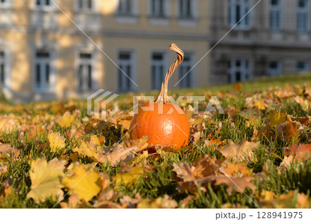 An orange pumpkin on grass among dry autumn leaves 128941975