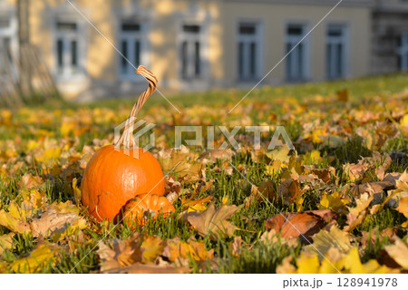 An orange pumpkin on grass among dry autumn leaves 128941978