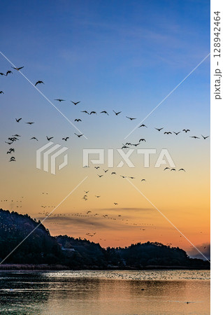 静寂を破る渡り鳥の群れと冬の夜明け 静寂を破る渡り鳥の群れと冬の夜明け 128942464