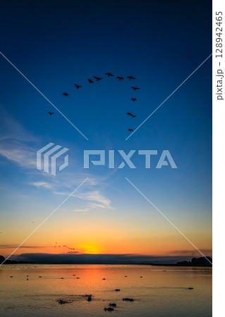 豆沼を飛び立つ渡り鳥と朝焼けの空 豆沼を飛び立つ渡り鳥と朝焼けの空 128942465