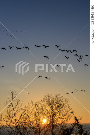 夜明けの空を舞う水鳥たち 夜明けの空を舞う水鳥たち 128942466