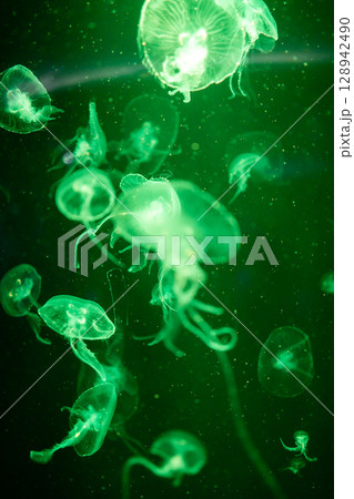 View of Aequorea victoria jellyfish, focus selective 128942490