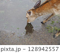 水たまりの水を飲む鹿 128942557