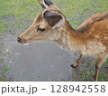 奈良公園の鹿 128942558