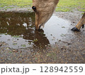 水たまりの水を飲む鹿 128942559