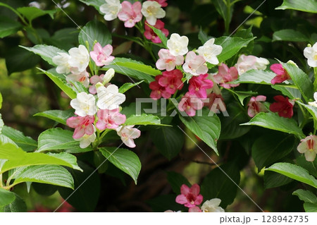 赤と白の花が咲くハコネウツギ 赤と白の花が咲くハコネウツギ 128942735