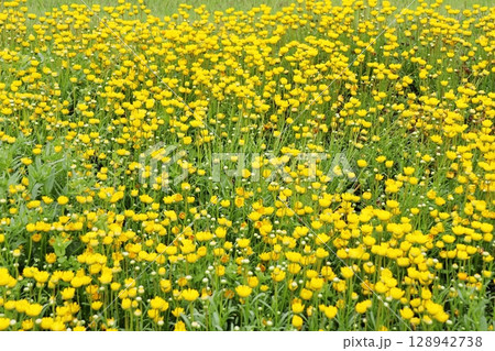 黄色い花を咲かせるクリサンセマム・ムルチコーレ　アップライトイエロー　 128942738
