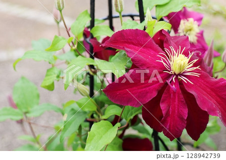 ワインレッドの花を咲かせるクレマチス ニオベ ワインレッドの花を咲かせるクレマチス ニオベ 128942739