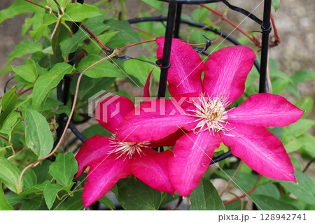 赤ピンク色の花を咲かせるクレマチス　ソリダルノシチ 128942741