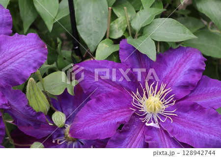 紫色の花を咲かせるクレマチス　彦名　ヒコナ 128942744
