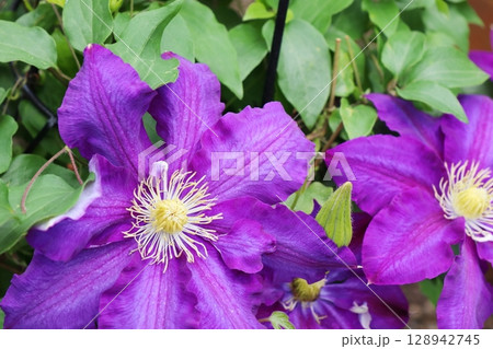 紫色の花を咲かせるクレマチス　彦名　ヒコナ 128942745