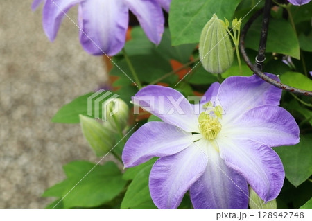 紫と白色の花を咲かせるクレマチス 夏泊 ナツトマリ 紫と白色の花を咲かせるクレマチス 夏泊 ナツトマリ 128942748
