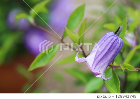 ベル型の紫の花を咲かせるクレマチス　夜見　ヨミ 128942749